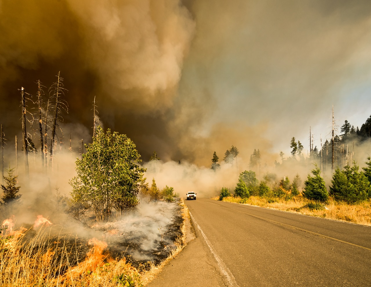 Forest fire