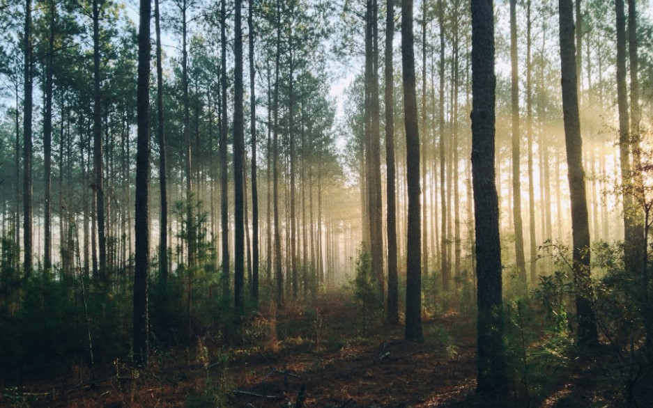 Forest Cover