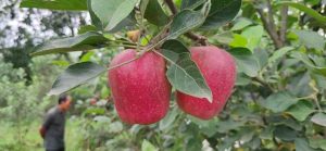 HRMN-99 apple